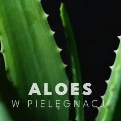 Zbliżenie na soczyste liście aloesu, idealne do pielęgnacji twarzy.