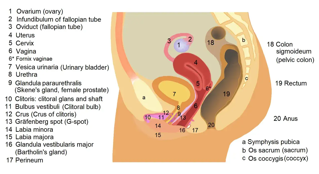 Anatomia kobieca: jajnik, jajowód, macica, pochwa, cewka moczowa, łechtaczka (klitoris), G-spot. Co to mineta? To nie jest widoczne na tym schemacie.